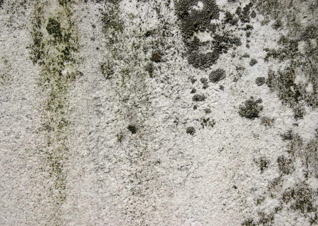 how to get mold out of carpet