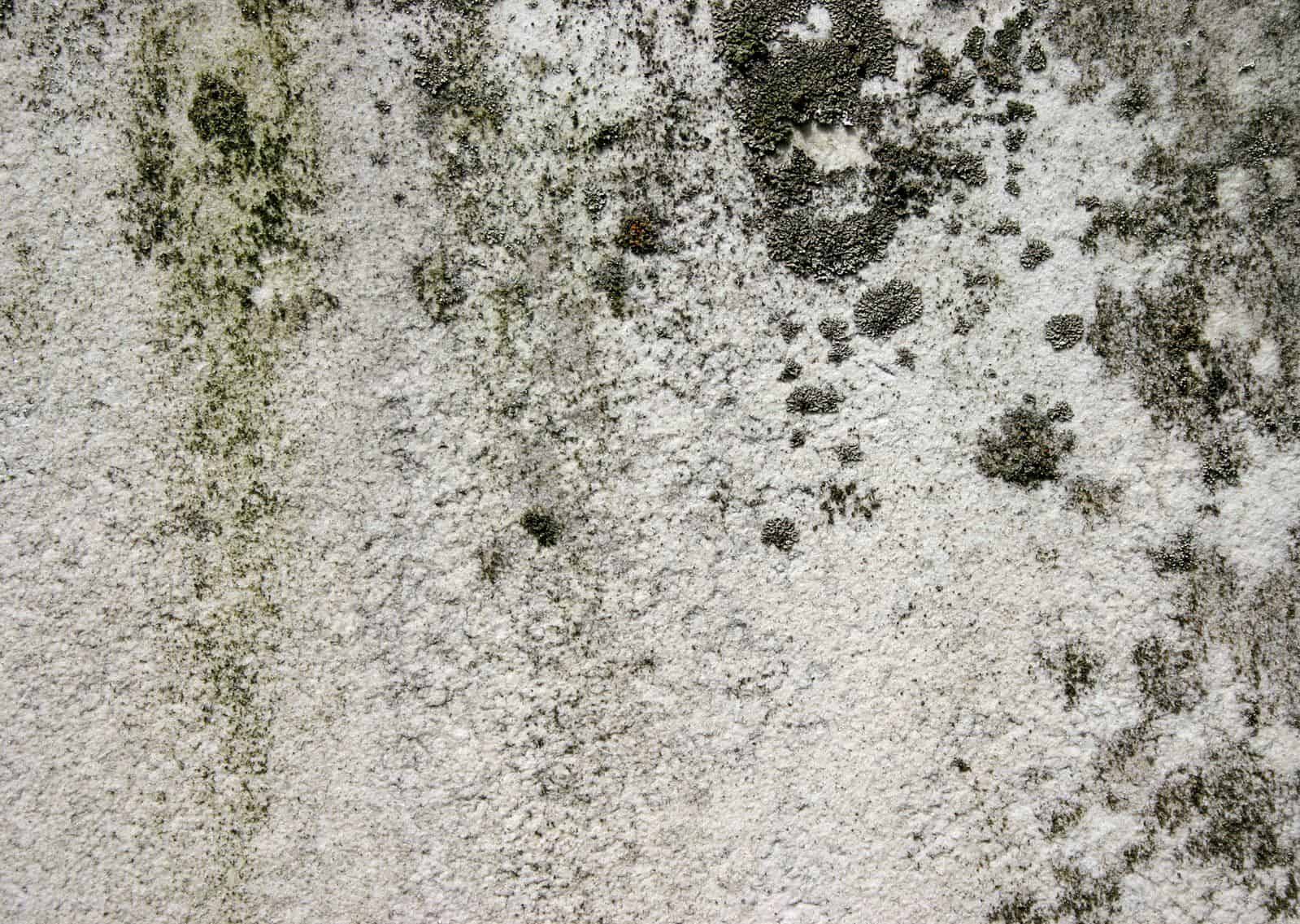 How To Get Mold Out Of Carpet Reddit